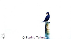 Lifeline by Sophia Tellman 